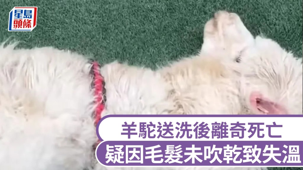 羊駝送洗後離奇死亡，疑因毛髮未吹乾致失溫，寵物店一度拒賠。