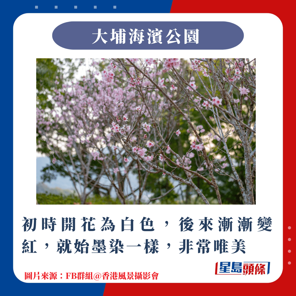 香港10大賞櫻熱點｜初時開花為白色，後來漸漸變紅，就始墨染一樣，非常唯美