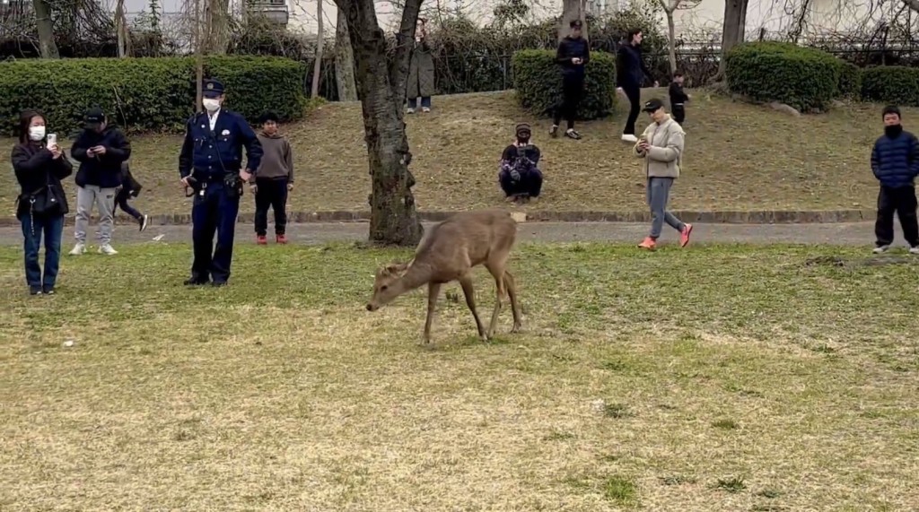 奈良鹿现身樱宫公园。 X@KAYAKUDA_DonDon