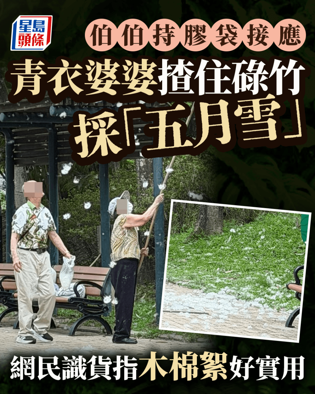 青衣婆婆揸住碌竹採「五月雪」 伯伯持膠袋接應 網民識貨指木棉絮好實用｜Juicy叮