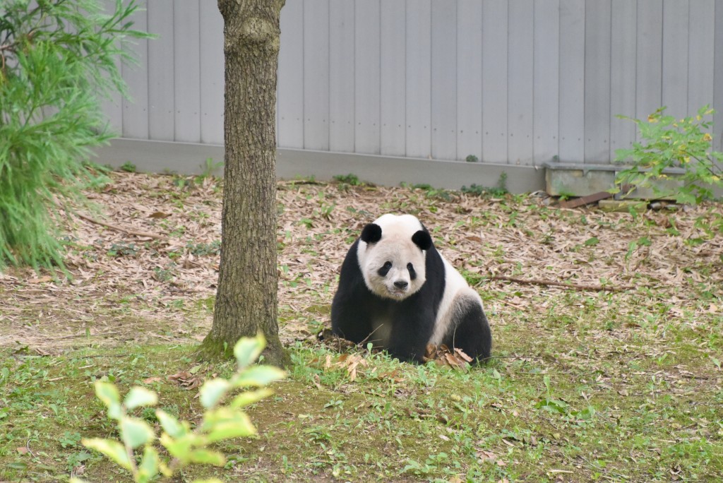 圖為雄性大熊貓「添添」。中新社