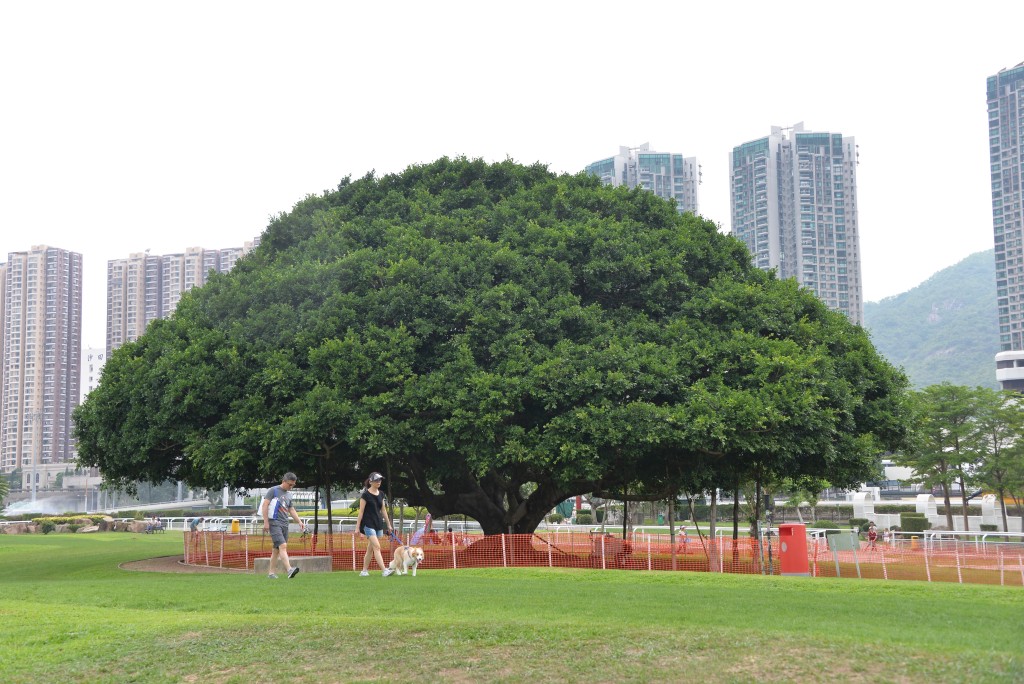 有指沙田馬場中央的彭福公園將在賽馬日開放。資料圖片