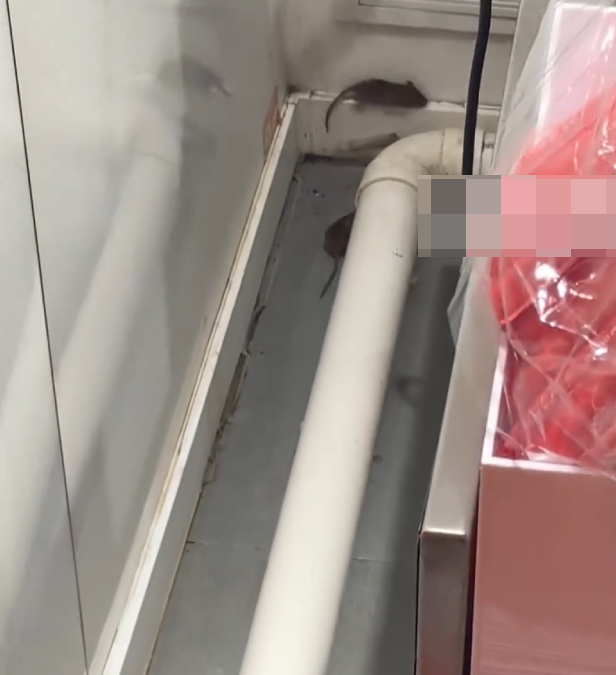 有網民發現蜜雪冰城河南分店出現老鼠。