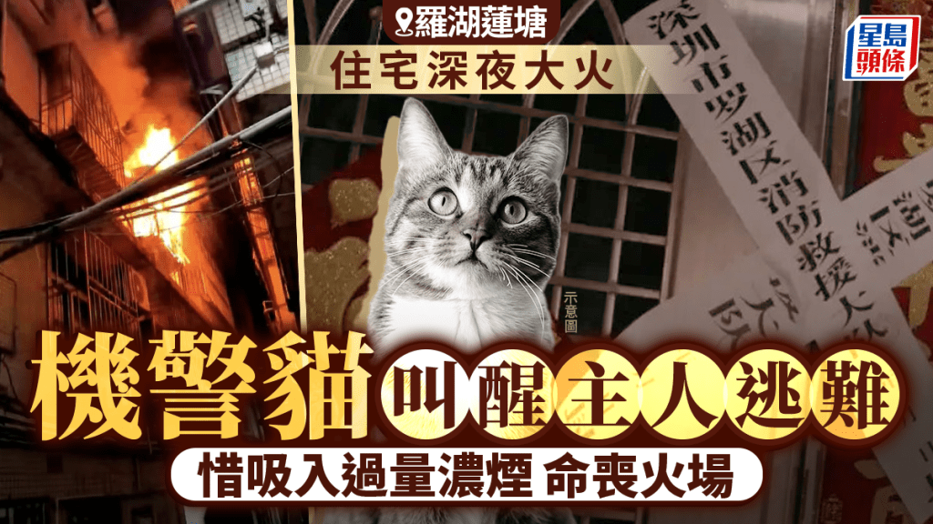 羅湖蓮塘︱住宅深夜大火主人獲叫醒逃難 機警靈貓反命喪火場
