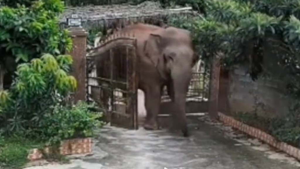 大象成功走入民居。影片截图