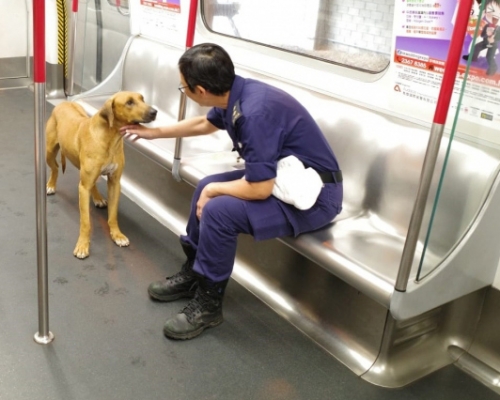 愛協督察接走狗隻。 愛協圖片