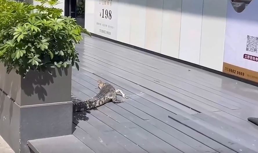 鱷魚突然從天而降，嚇壞屋苑居民。(互聯網)