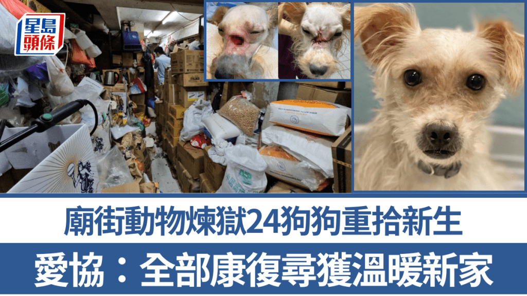 廟街動物煉獄24狗狗重拾新生 愛協:全部康復尋獲溫暖新家
