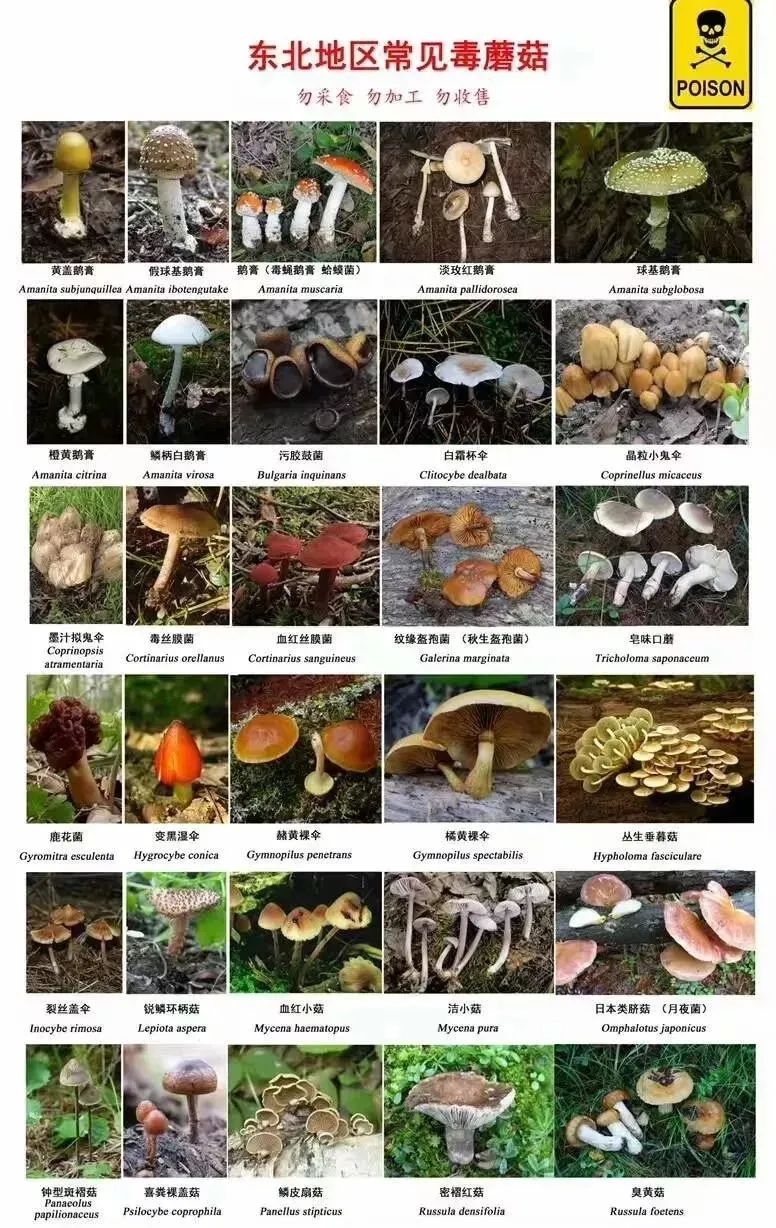 深圳市衛健委列出東北最常見的有毒野生蘑菇，警告市民不要食用。