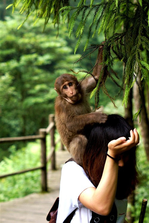 峨眉山林業管理所早前向內媒按示，已在清音閣分開猴子與人類。 網圖