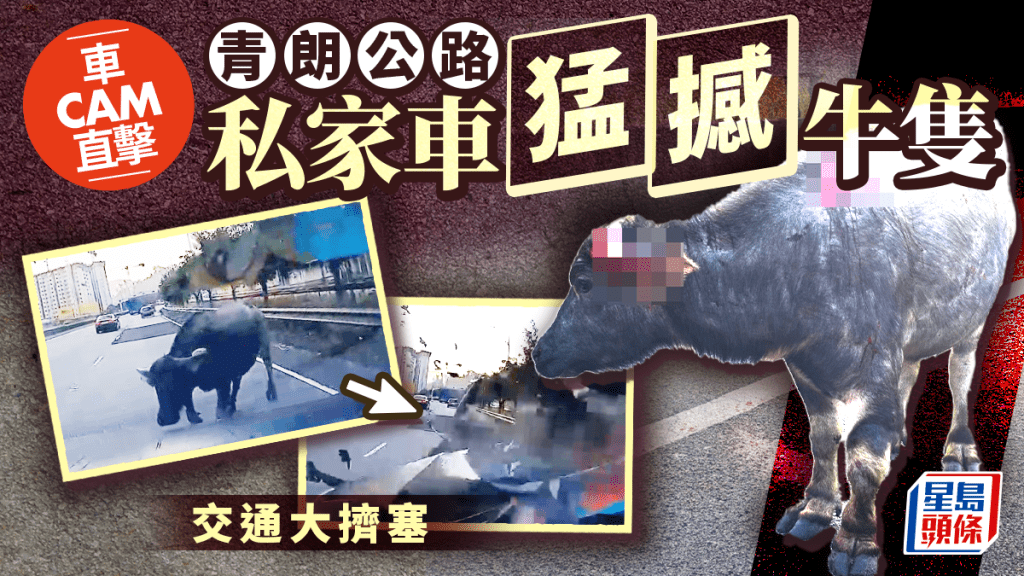 元朗青朗公路水牛被撞傷 漁護施麻醉槍救走 局部封路逾2小時釀大塞車