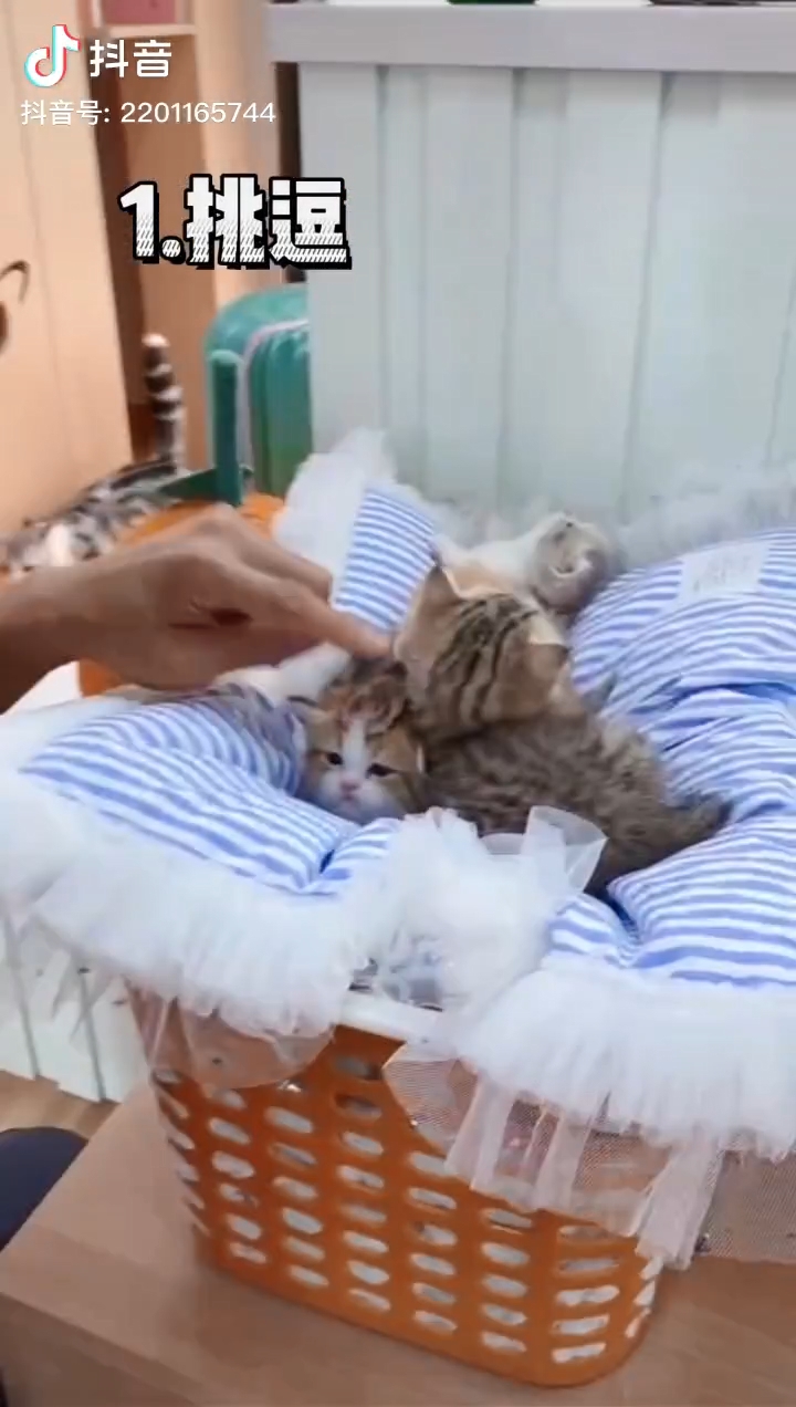 摸貓貓。