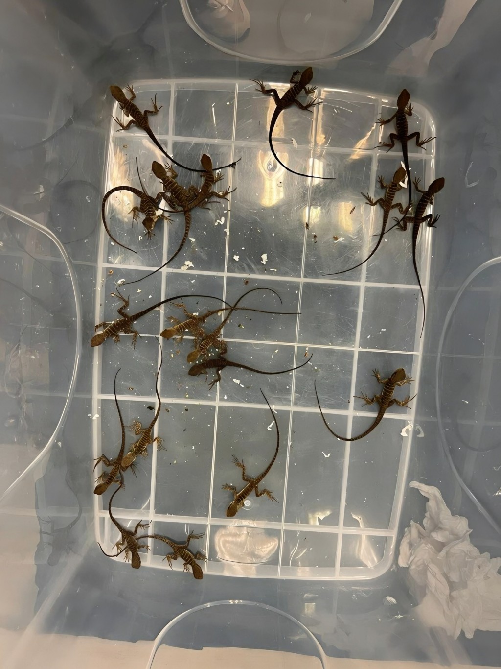 案件已轉交漁農自然護理署跟進。海關圖片