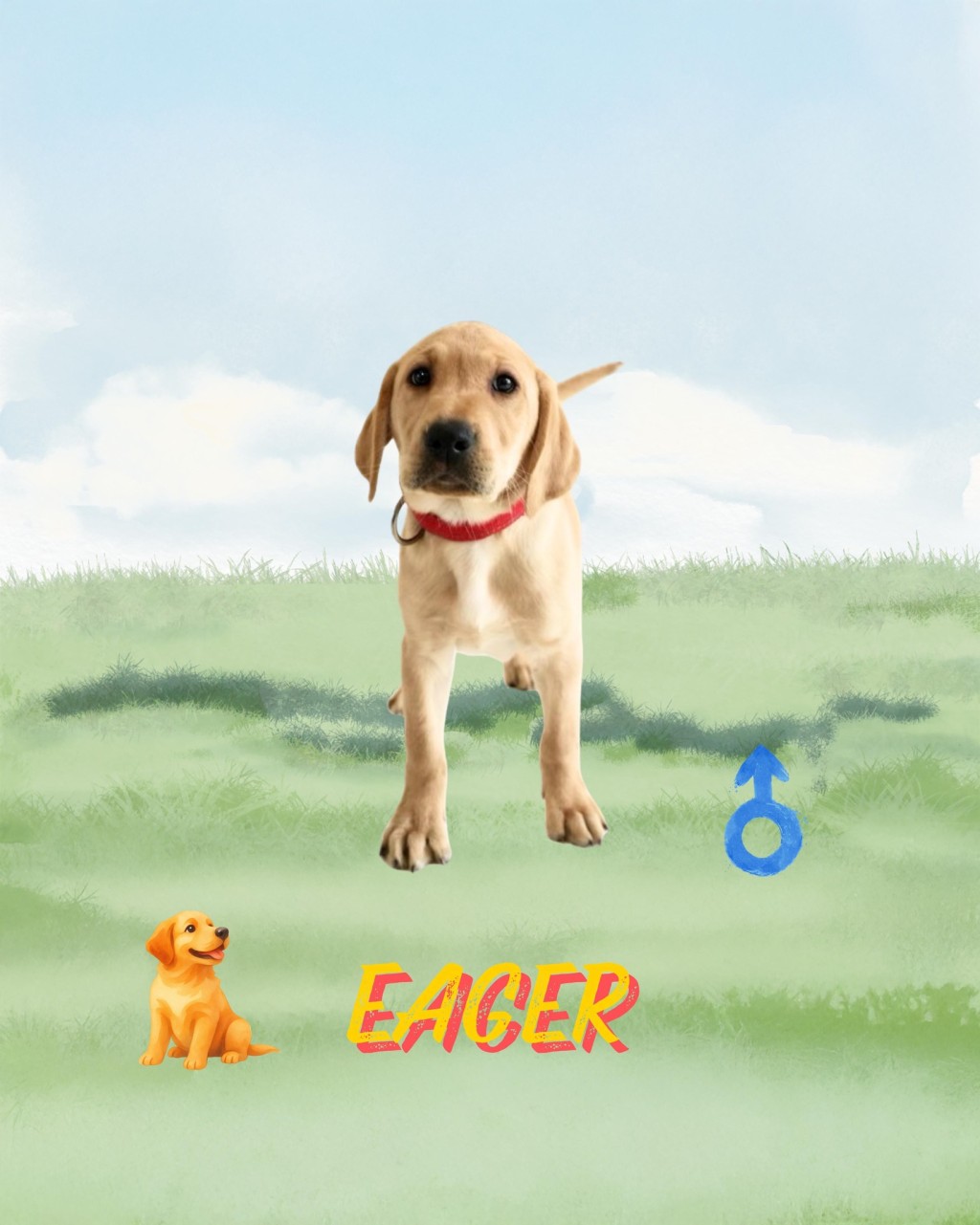 9隻搜查犬BB命名為Eager、Xavi、Cora、Equo、Lumi、Sika、Ivar、 Orli、Rissa。香港海關fb圖片 9隻搜查犬BB命名為Eager、Xavi、Cora、Equo、Lumi、Sika、Ivar、 Orli、Rissa。香港海關fb圖片