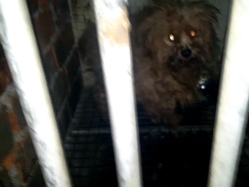 生活环境恶劣,对狗只的精神及生理健康都很大影响。(网图)