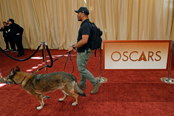 奧斯卡現場增派嗅覺靈敏的警犬嚴密嗅聞。路透社 奧斯卡現場增派嗅覺靈敏的警犬嚴密嗅聞。路透社