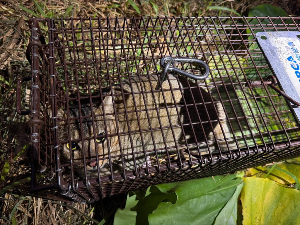 愛協早前於宏福苑外圍設置捕貓籠，希望能捕捉可能從受災大廈逃出的貓隻，今日在其中一個籠內發現一隻唐貓。愛協提供