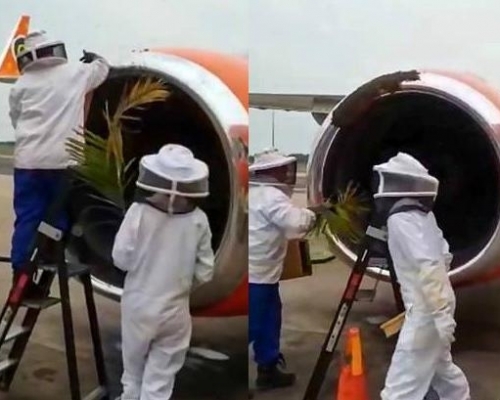南非芒果航空客機有大量蜜蜂竄進引擎,延誤了飛機起飛的時間。(網圖)
