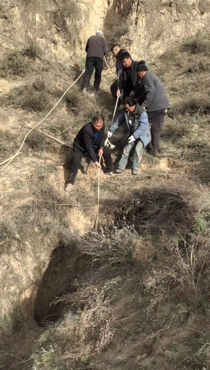 黄牛跌落深坑4日仍未能救出，最终死在洞内。抖音