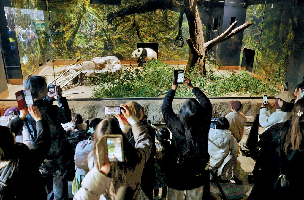 遊客舉機拍攝大熊貓「曉曉」。