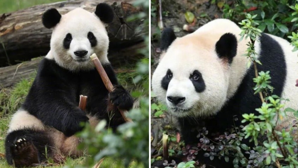 大熊貓「平平」和「福雙」將赴美。