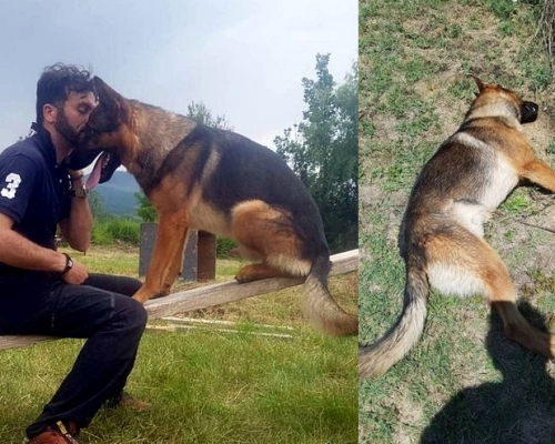 英雄犬Kaos慘遭毒殺。網圖