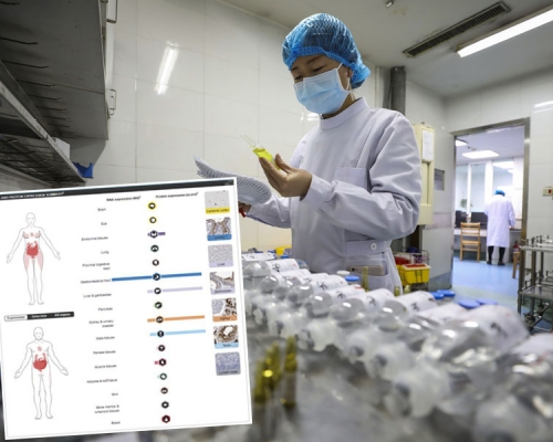 內地研究指病毒或損害腎臟睾丸,專家建議康復男患者檢查生殖系統。AP/網圖