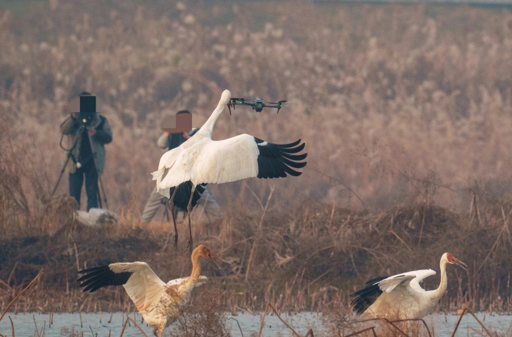 白鶴杭州南湖過冬被滋擾,鶴爸護幼大戰無人機。 白鶴杭州南湖過冬被滋擾,鶴爸護幼大戰無人機。