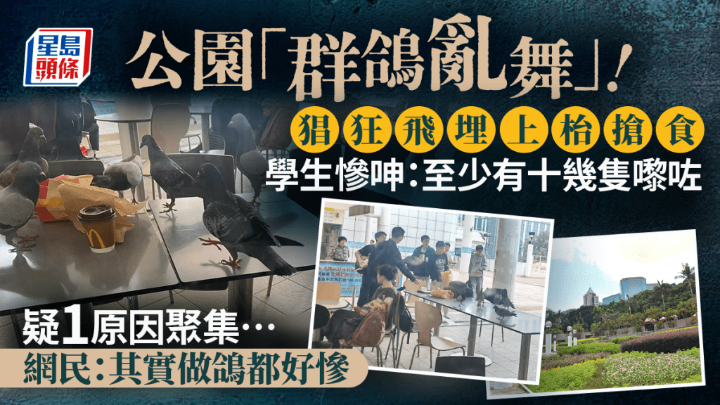 學生遊九龍公園慘呻遭野鴿搶食！疑遊客1舉動被牽連 網民籲報警 雀鳥團體促節育管理
