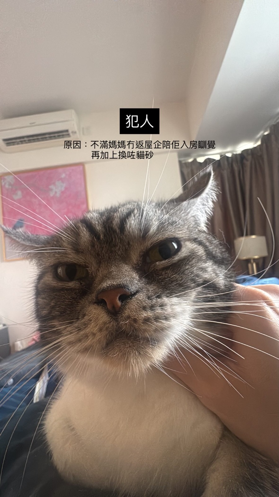 事主在帖文中亦貼上「小虎」的照片，懷疑愛貓因「不滿」事主仍未返回家中陪伴睡覺，及仍未找貓砂下「犯案」。Threads@szeewing311 圖片