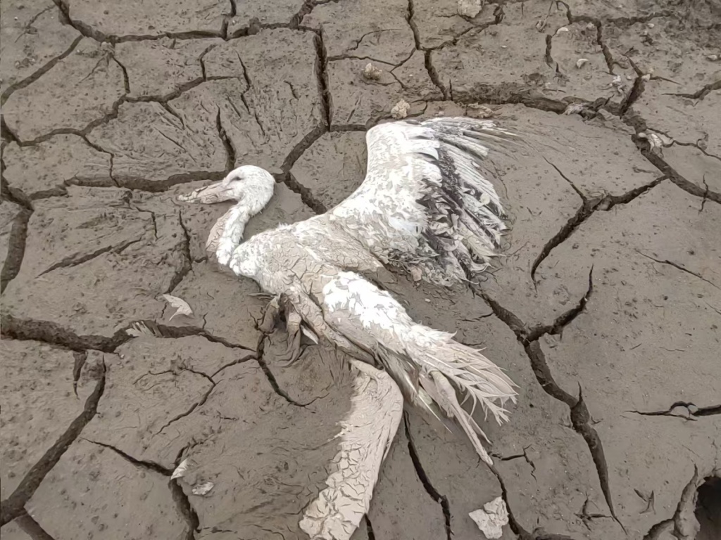 江西鄱陽湖流域某濕地,有人投毒殺害候鳥,警方已刑拘3名疑犯。澎湃新聞 江西鄱陽湖流域某濕地,有人投毒殺害候鳥,警方已刑拘3名疑犯。澎湃新聞