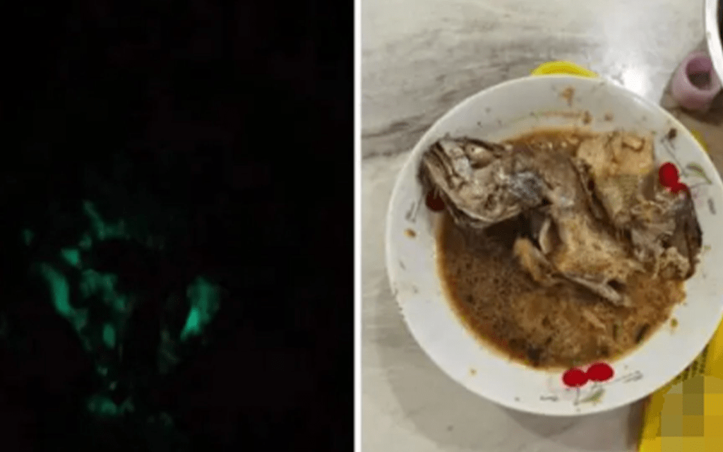 浙江女網民指媽媽煮的紅燒魚半夜關燈後發出螢火綠。