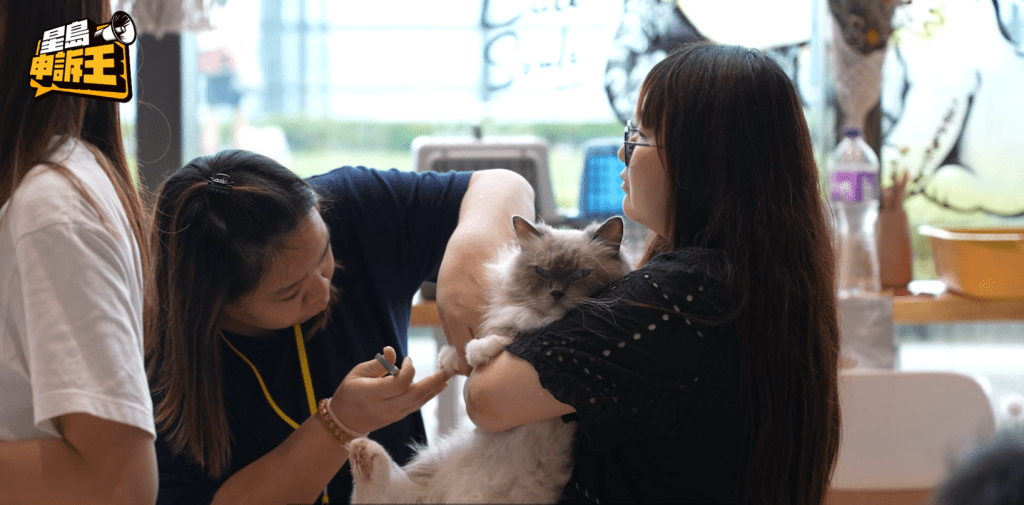 動物義工正安撫等候領養的貓狗。
