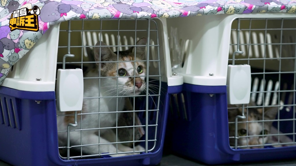 在捕捉街貓的過程，愛協同事會在捕籠裡鋪上報紙，並放上食物以吸引貓隻。