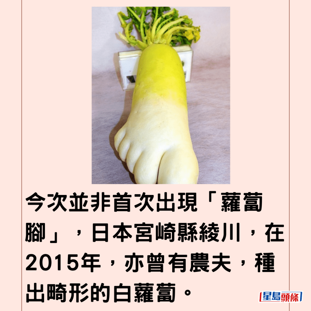 今次並非首次出現「蘿蔔腳」，日本宮崎縣綾川，在2015年，亦曾有農夫，種出畸形的白蘿蔔。