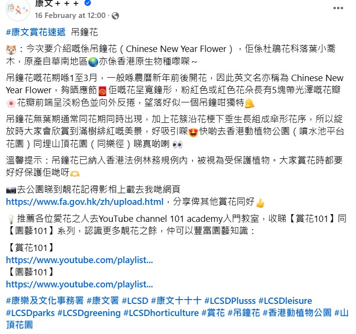 康文署介紹吊鐘花的帖文。fb「康文＋＋＋」截圖