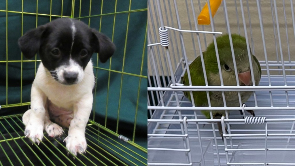 羅湖落馬洲兩女過關 分別走私活犬及瀕危雀 海關及時截獲