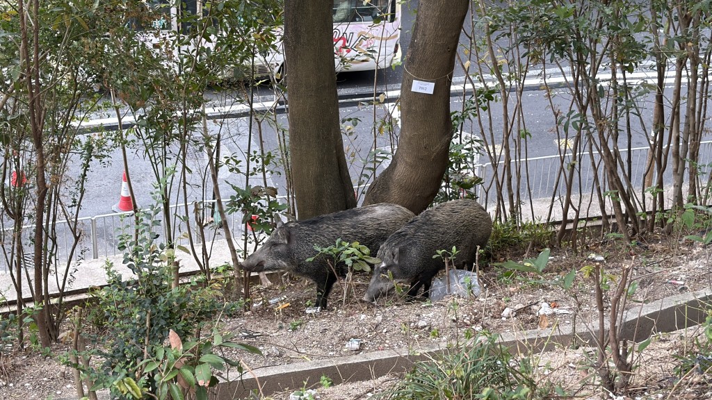 漁護署於3月17日亦曾在同一地點進行野豬捕捉行動。資料圖片