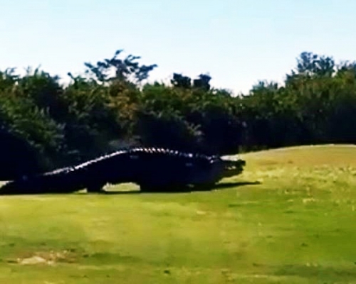 一只名叫「丘布斯」（Chubbs）的4.5米巨鳄在佛罗里达州高尔夫球场内爬行。影片截图