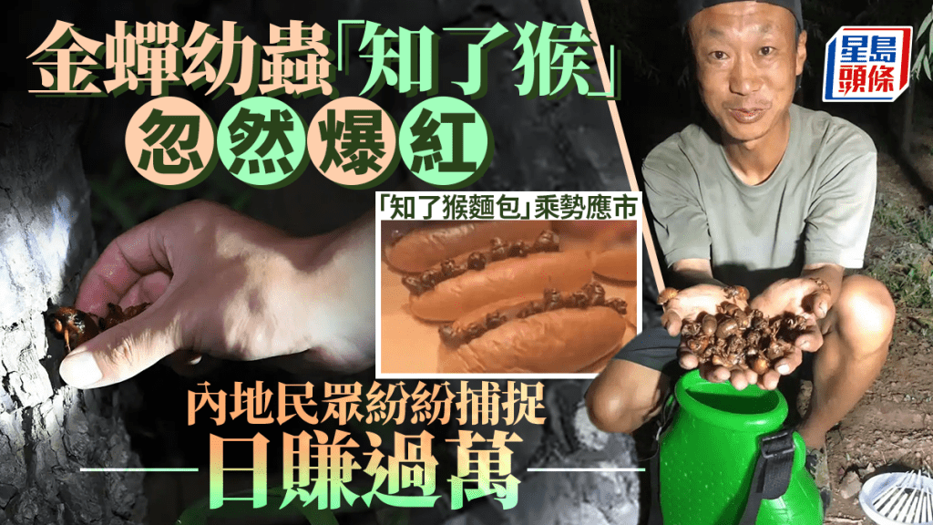 捉蟲特攻｜內地「金蟬獵人」日賺過萬  「知了猴」麵包賣¥22/個