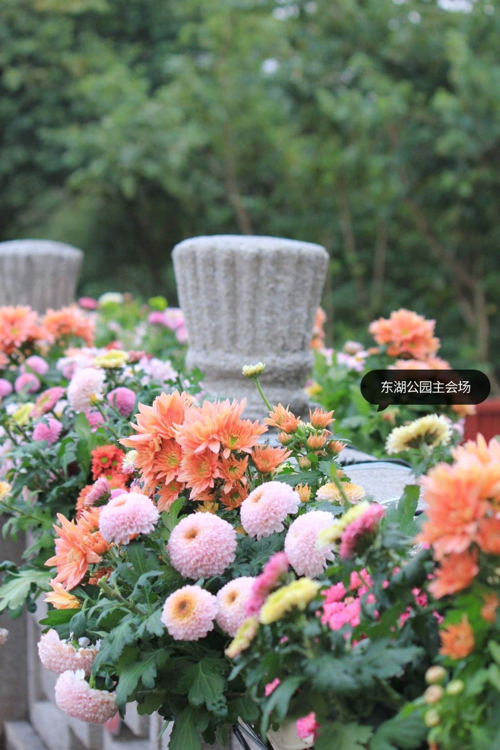 主會場羅湖區東湖公園主要展示精品菊藝。（圖：Lizbeth＠小紅書）