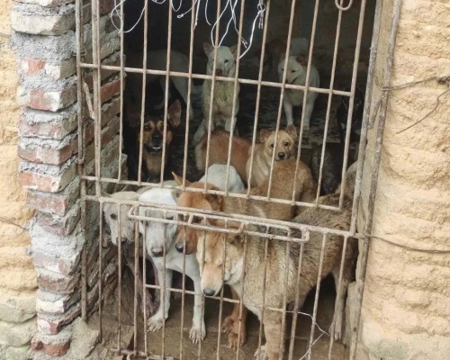 當地警方救出30隻狗。網圖