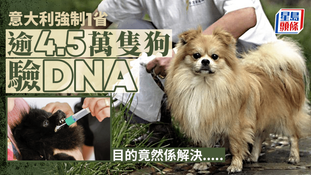 意大利地方政府下令全省狗狗驗DNA 是為了「這個目的」