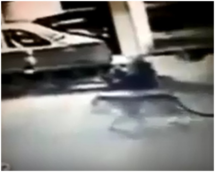 閉路電視拍到老虎在著名景點艾菲爾鐵塔以北的街道上游蕩。網圖