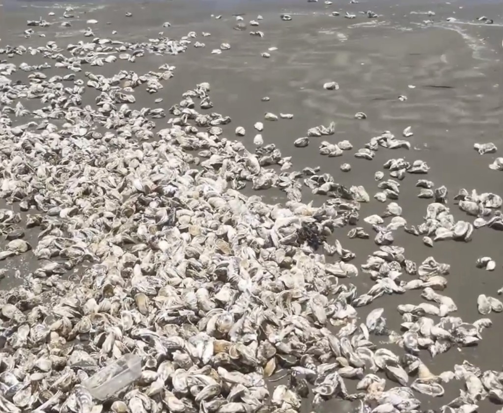 广东汕尾大湖沙滩等处出现大量生蚝。