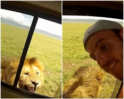 狮子误会被袭击，转过头来望向吉普车。片段截图