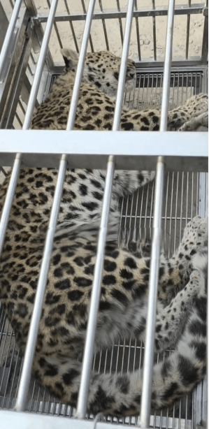 工作人員運走花豹。極目新聞