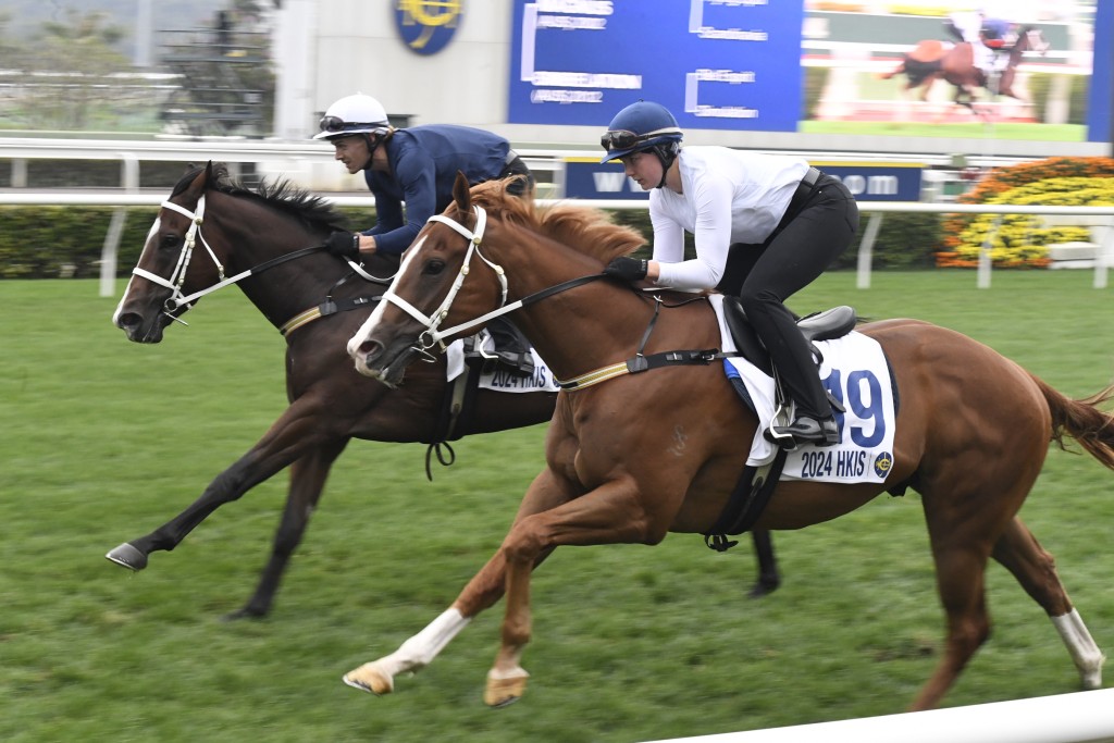 十九號拍賣會馬(外)，出自名種Deep Field。