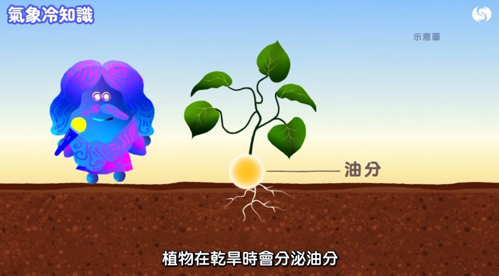 香港天文台《氣象冷知識》「汪汪夢裏聞:下雨的味道」截圖。 香港天文台《氣象冷知識》「汪汪夢裏聞:下雨的味道」截圖。