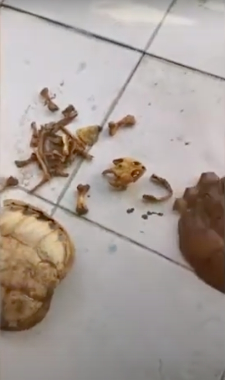 龜的骨架成碎塊。網圖